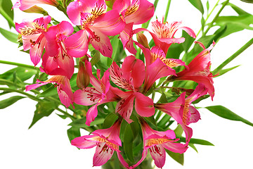 Image showing Lilies (alstroemeria) on white background