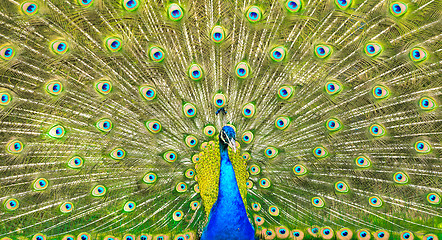 Image showing Peacock