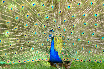 Image showing Peacock