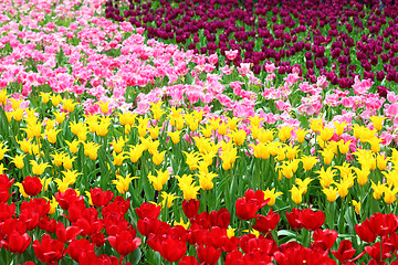 Image showing tulips flower field