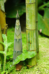 Image showing bamboo shoot