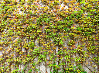 Image showing Green leaves wall