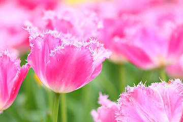 Image showing close up of pink tulip