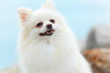 Image showing white pomeranian dog