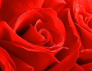 Image showing rose close up