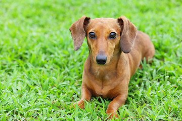 Image showing dachshund dog in park