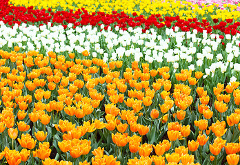 Image showing colorful flower field of tulip