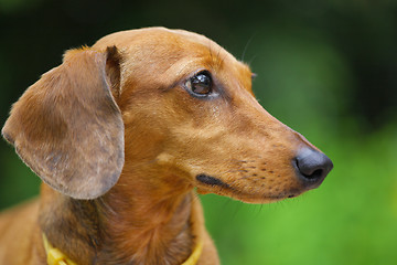 Image showing dachshund dog in park