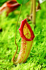 Image showing Pitcher plant