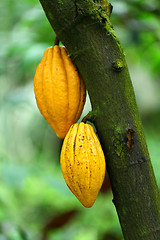 Image showing Cocoa pods