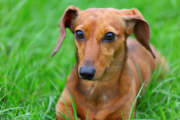 Image showing dachshund dog