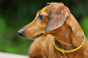 Image showing dachshund dog in park