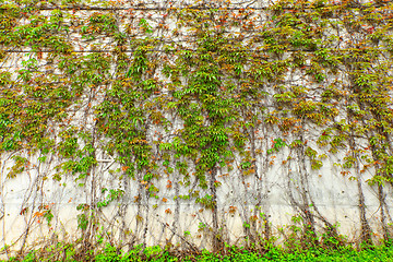 Image showing Green plant on wall