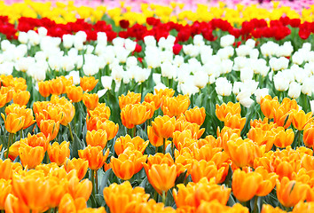 Image showing tulips flower