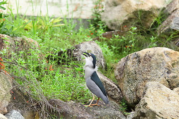 Image showing bird eating fish