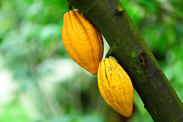 Image showing Cocoa pods