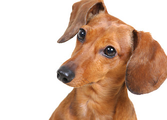 Image showing Dachshund Dog