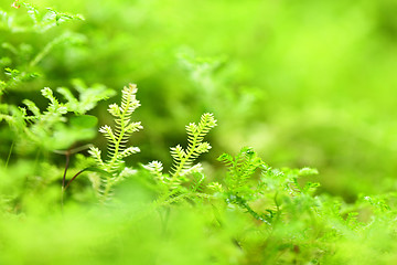 Image showing moss