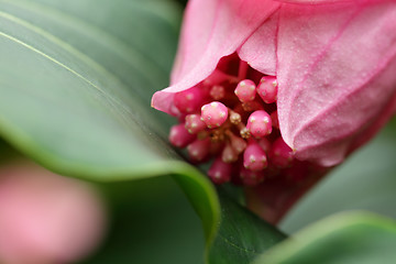 Image showing rose grape, medinilla magnifica, melastomataceae