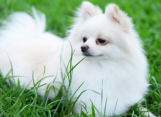 Image showing white pomeranian dog