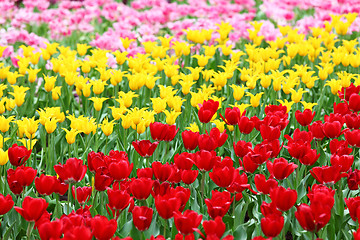 Image showing tulips flower field