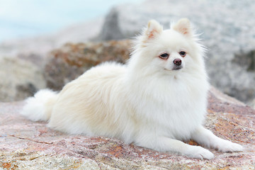 Image showing white pomeranian dog