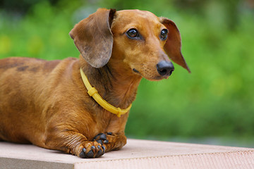 Image showing dachshund dog