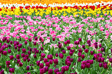 Image showing tulips flower field