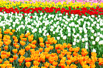 Image showing tulips flower field