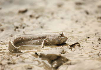 Image showing mudskipper