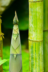 Image showing bamboo shoot