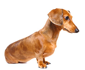 Image showing Dachshund Dog