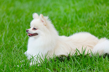 Image showing white pomeranian dog