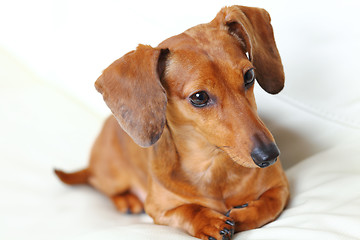 Image showing Dachshund Dog