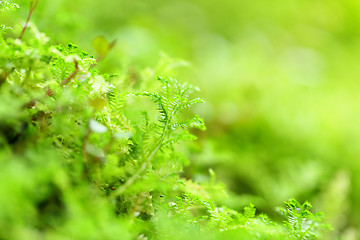 Image showing moss