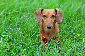 Image showing dachshund dog in park