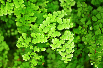 Image showing Fresh green leaf