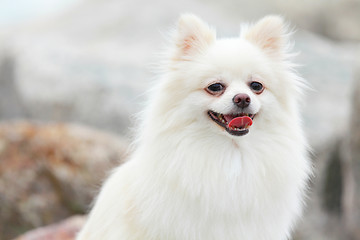 Image showing white pomeranian dog