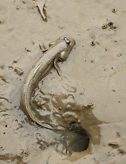 Image showing mudskipper