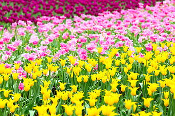 Image showing tulips flower field