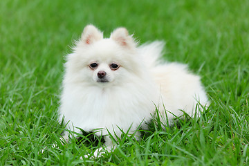 Image showing white pomeranian dog