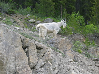 Image showing Shedding Mountain Goat