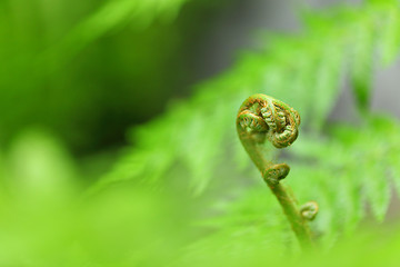 Image showing Green plant