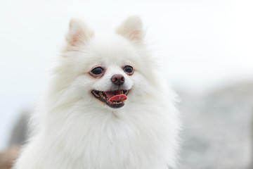 Image showing white pomeranian dog