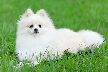 Image showing white pomeranian dog