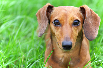 Image showing dachshund dog in park