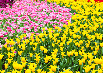 Image showing colorful flower field of tulip