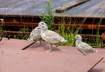 Image showing Nestlings of the seagull