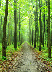 Image showing  forest