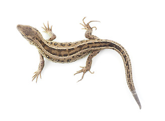 Image showing  lizard 